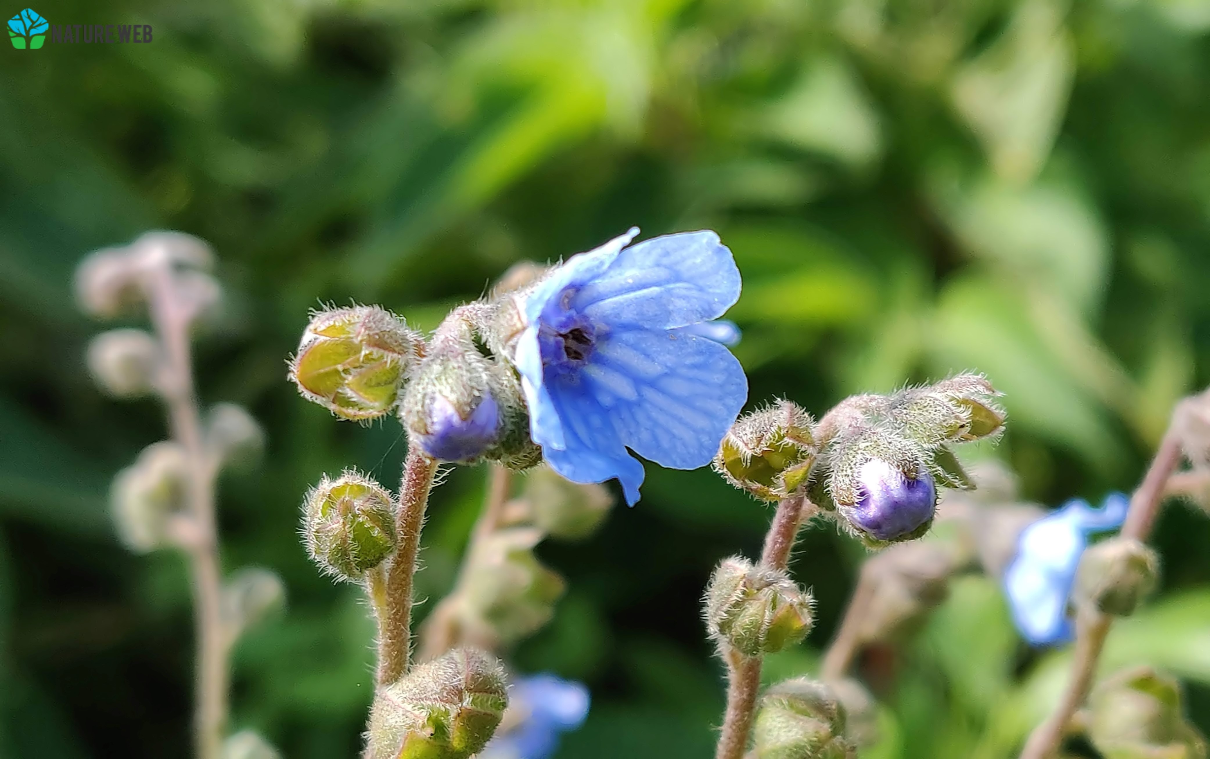 Malabar Hill Borage